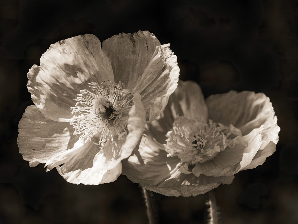 Poppies,