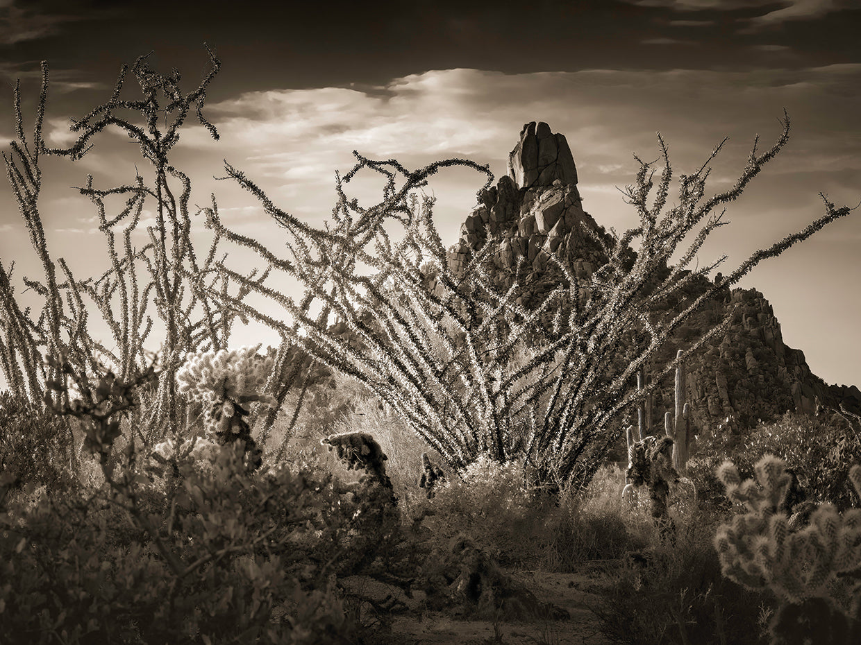 Ocotillo and Pinnacle Peak, Scottsdale AZ