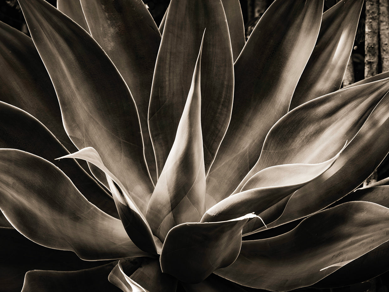 Agave, Maui