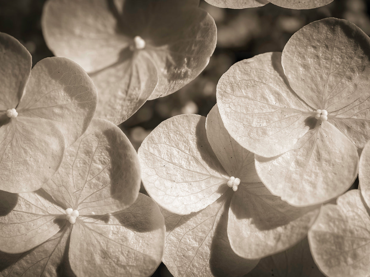 Hydrangea flower,