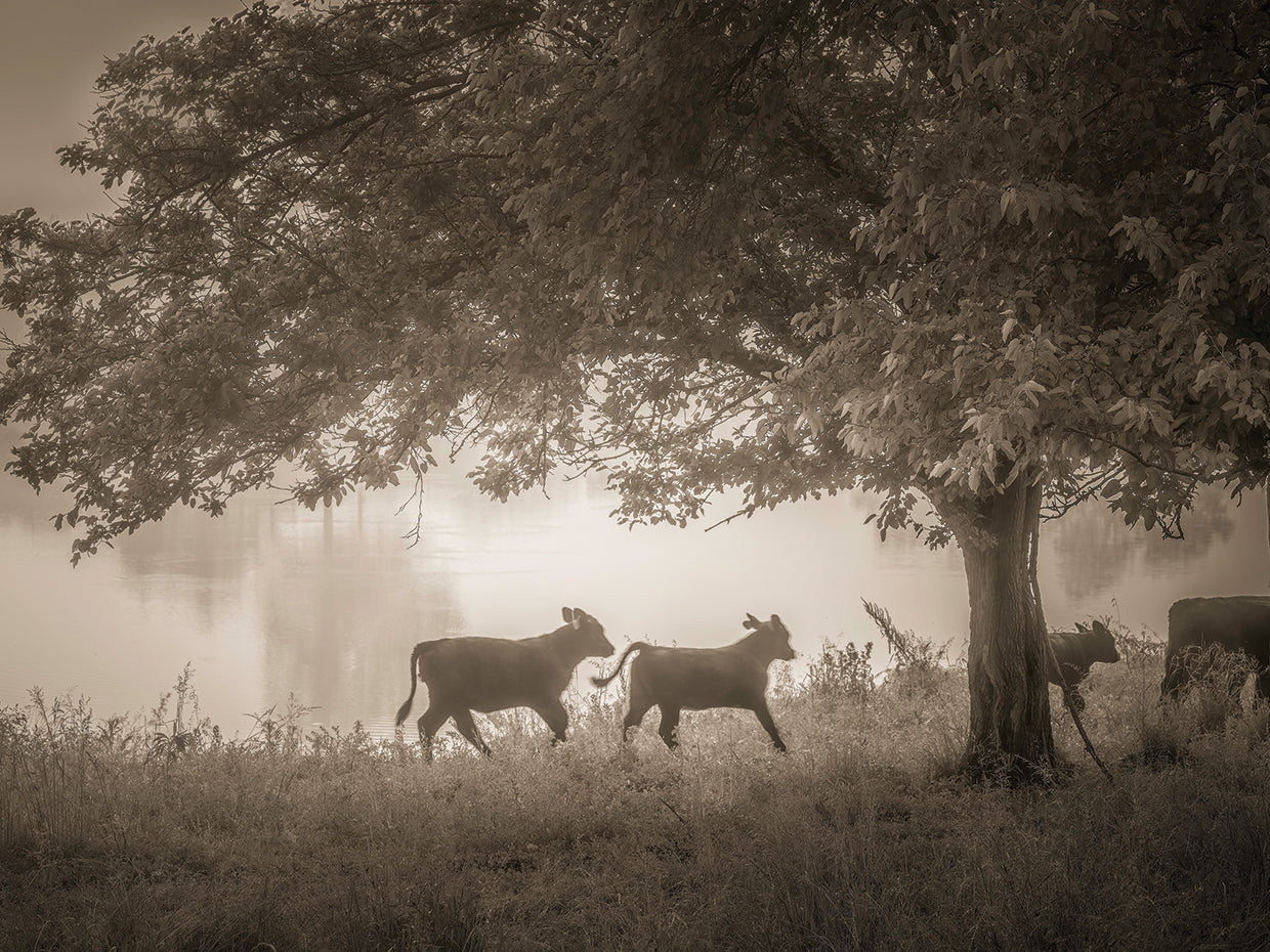 Cute calves, Iowa