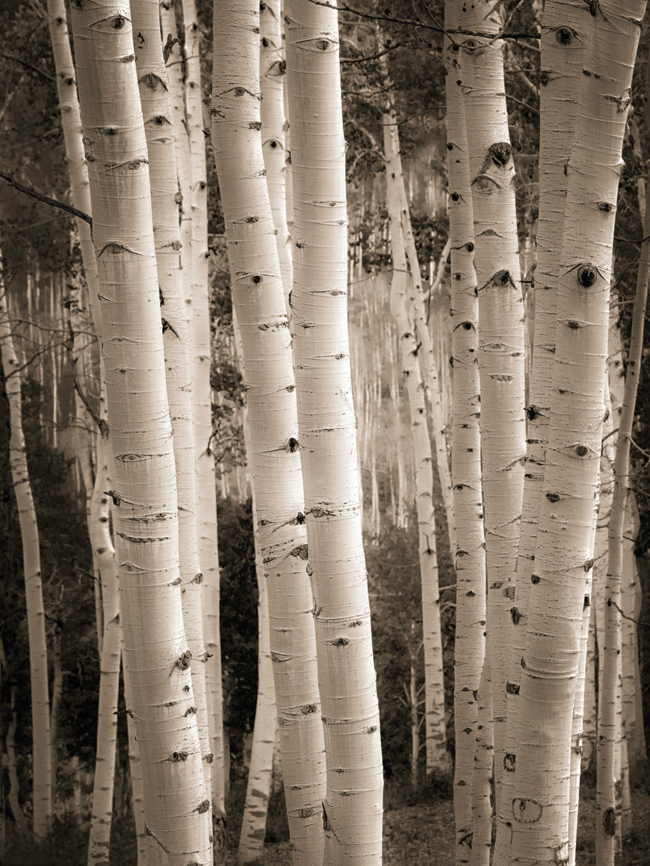 Aspens, Crested Butte Colorado