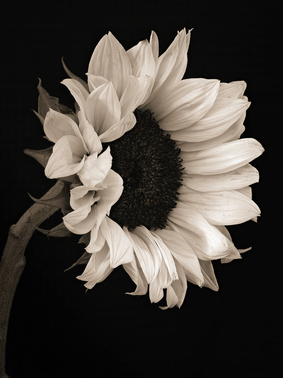 Sunflower Portrait,