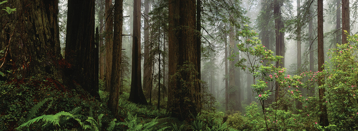Bosque del monte Hood Lienzo