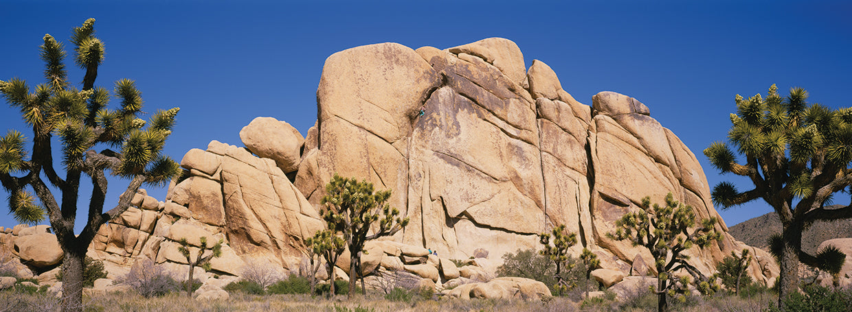Composición de Joshua Tree Lienzo