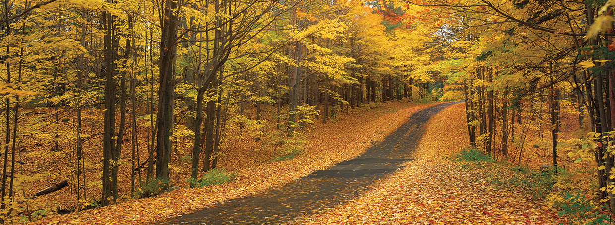 Leaves Along the Road