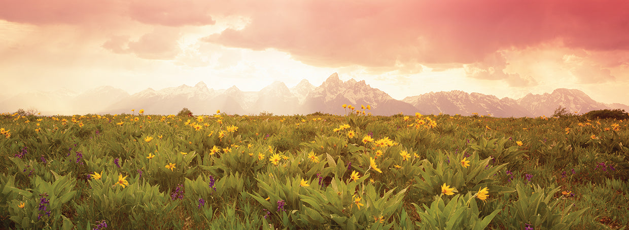 Flowers of Grand Teton