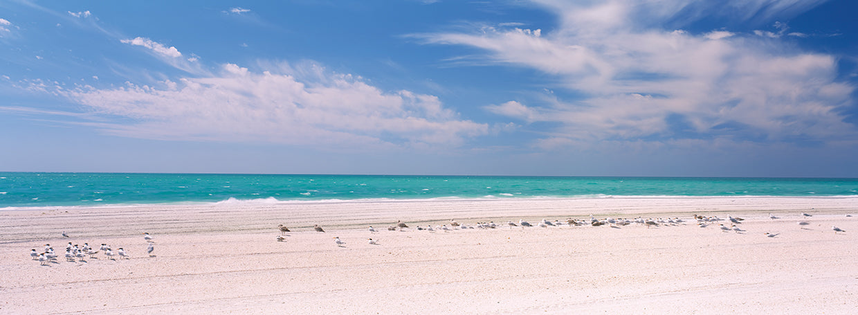 Gaviotas de la playa de Lido Lienzo