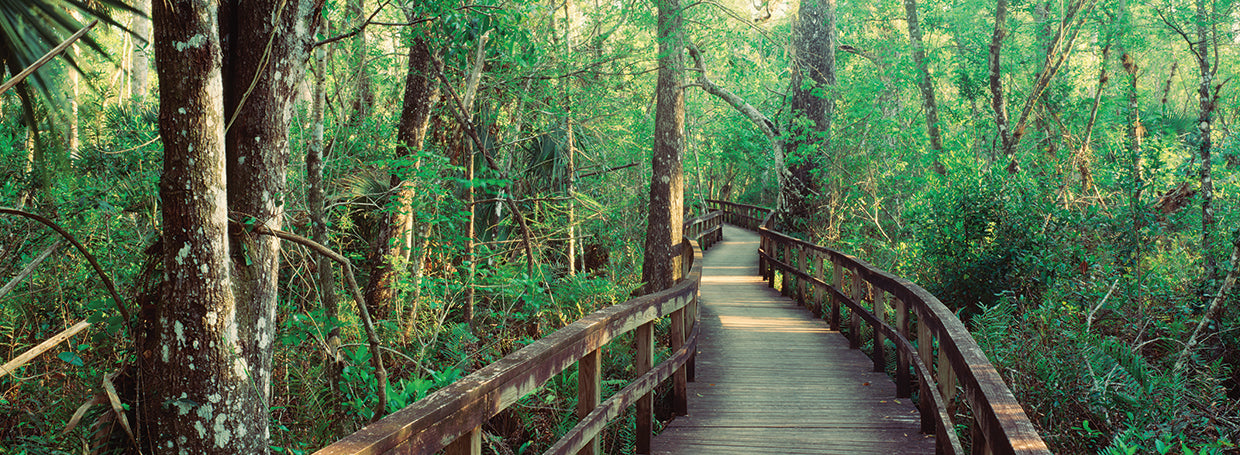 Paseo por el bosque Lienzo