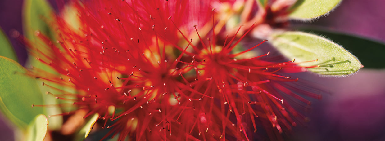 Macro de flor de cepillo de botella Lienzo