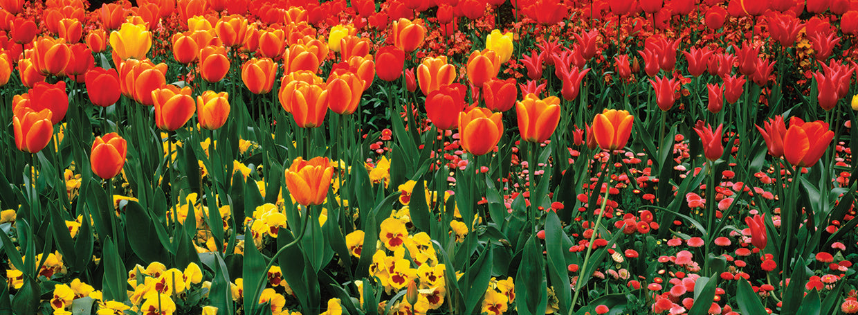 Tulipanes de Londres Lienzo