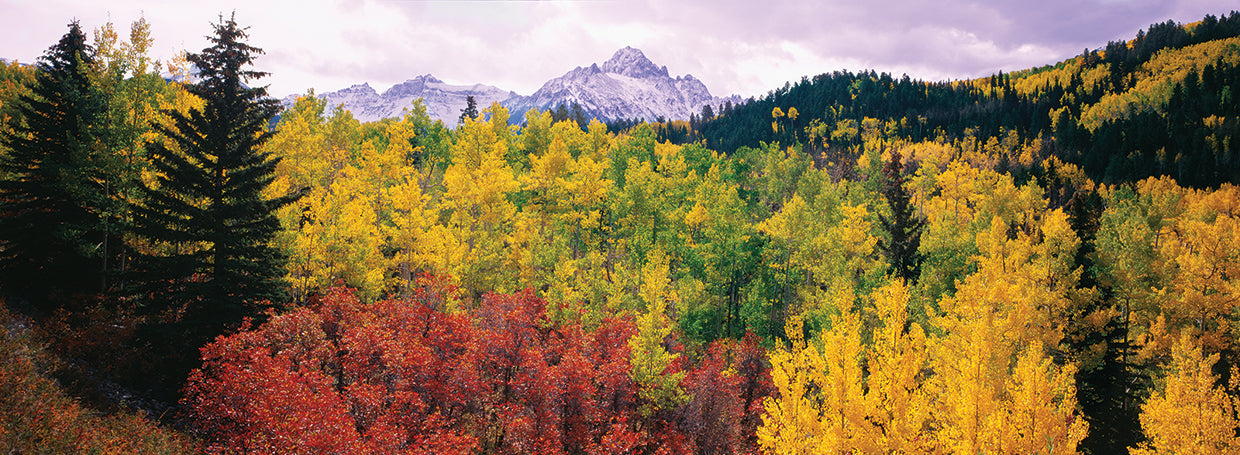 Bright San Juan Trees
