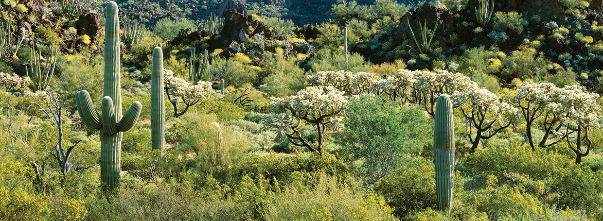 Paisaje Saguaro Lienzo