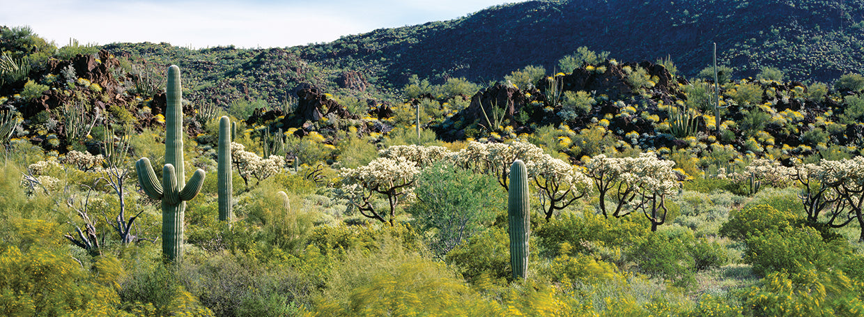 Sonoran Desert Landscape