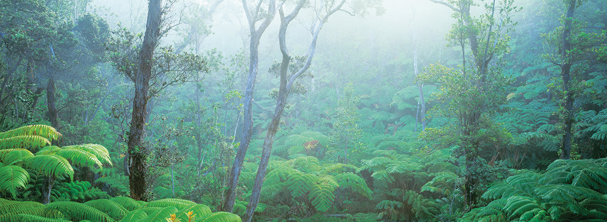 Bosque brumoso de Ohia Lienzo