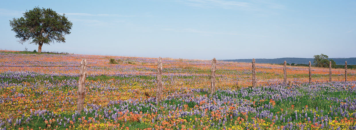 Texas Wildflowers Field
