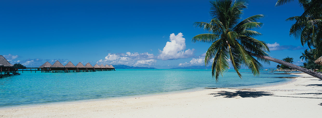 Palmas Bora Bora Lienzo