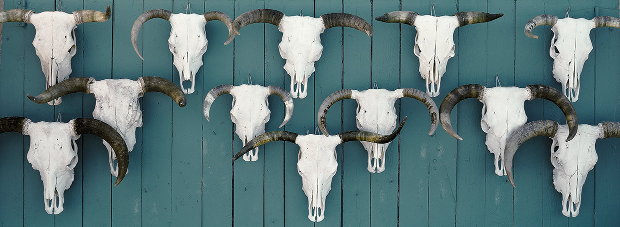 Calaveras de vaca Taos Lienzo