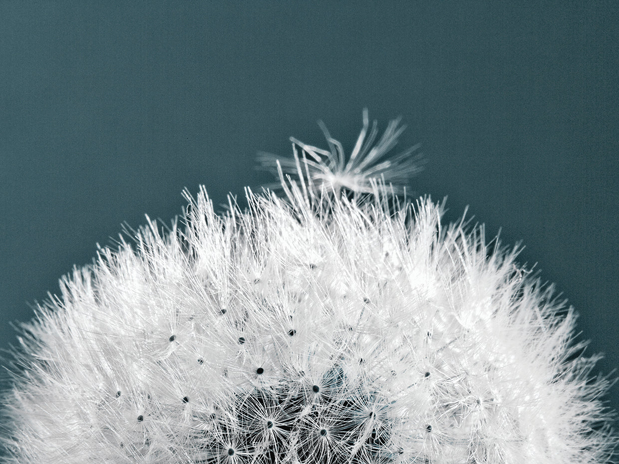 Dandelion Close Up