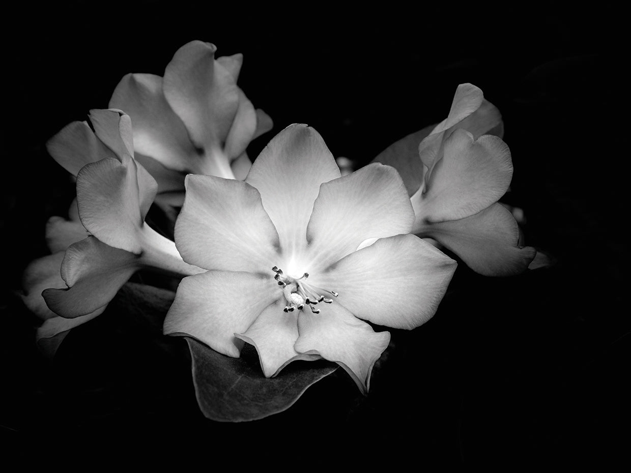 Blooming Rhododendron Flowers