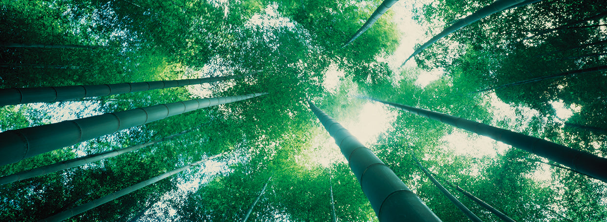 Kyoto Bamboo Forest