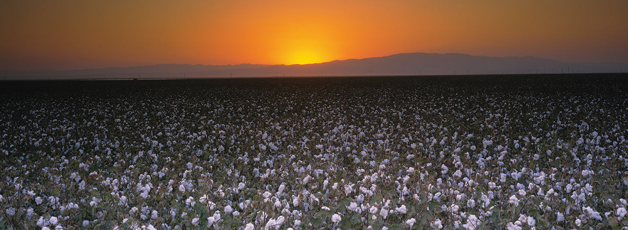 California Cotton Fields