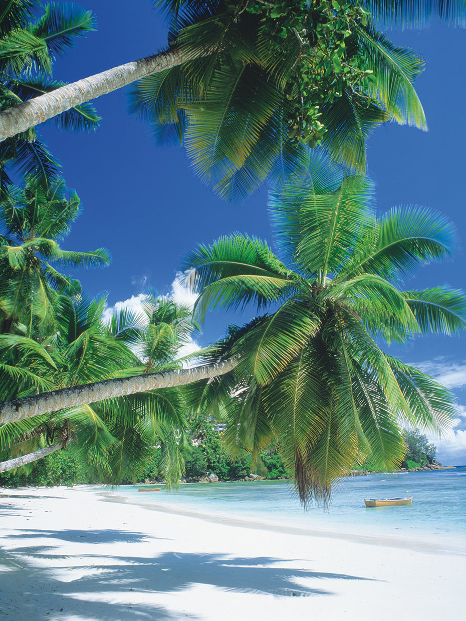 Palmas de Seychelles Lienzo