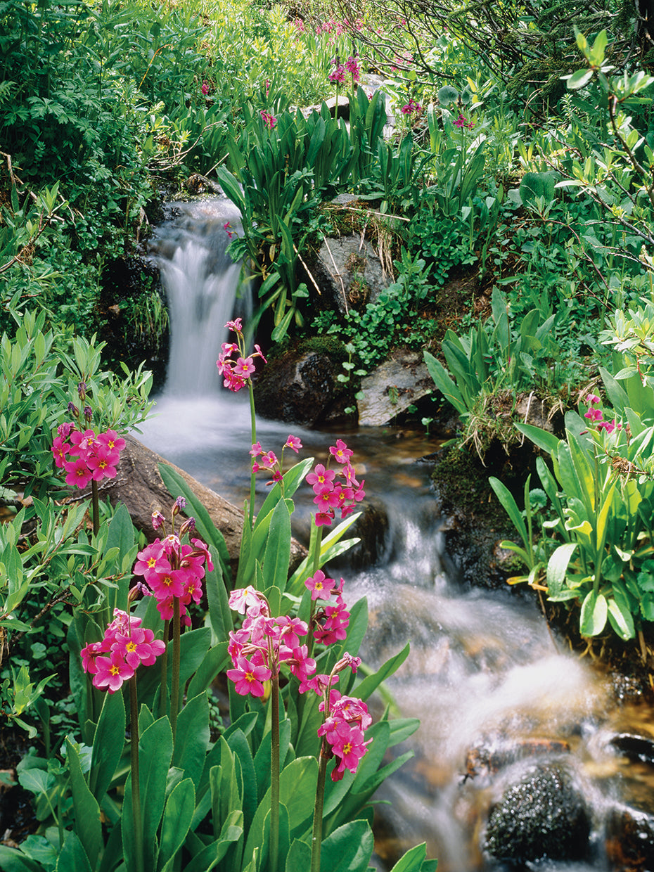 Cascada del bosque de Colorado Lienzo