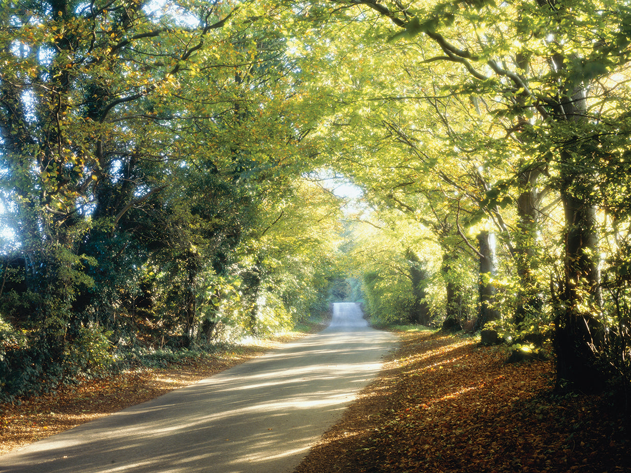 Cotswolds Country Lane