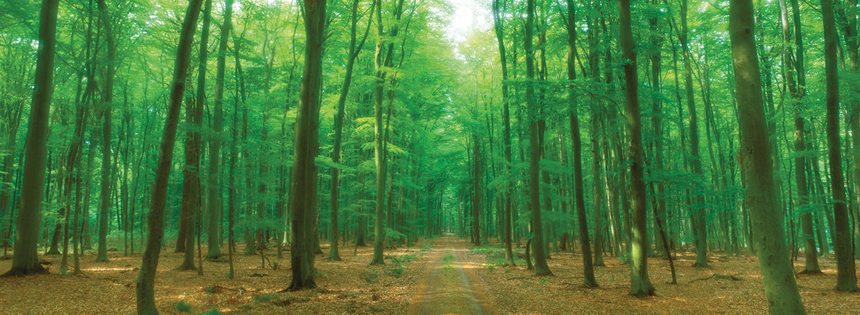 German Forest Pathway