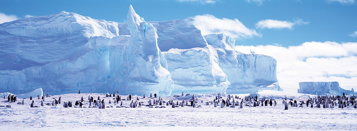 Pingüinos en la Antártida Lienzo