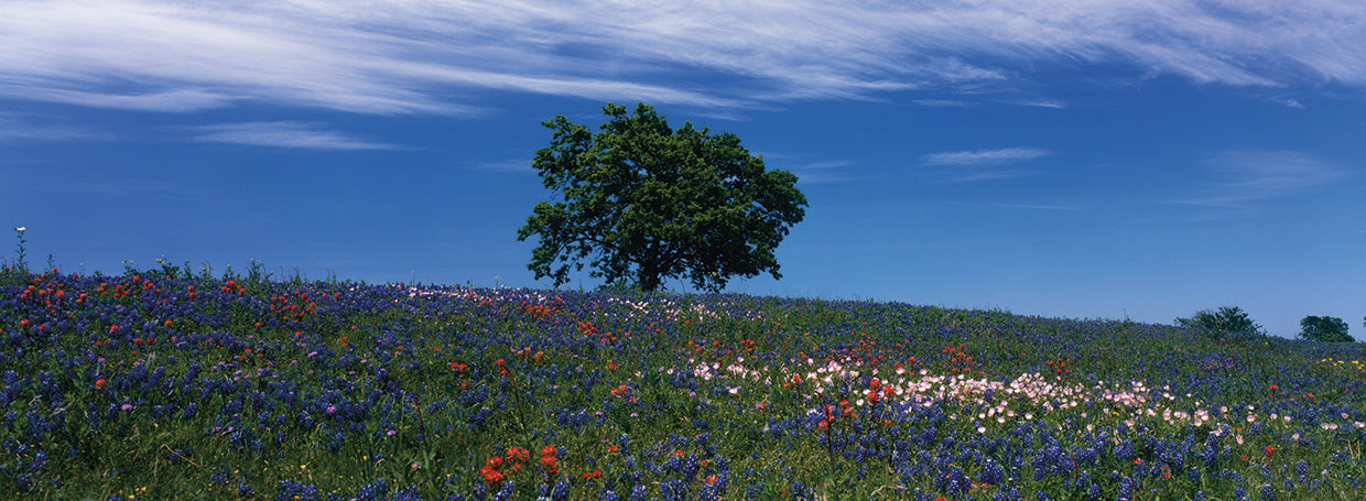 Texas Hill Country