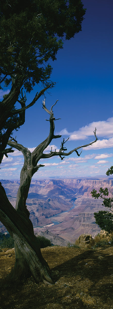 Árbol sobre el cañón Lienzo