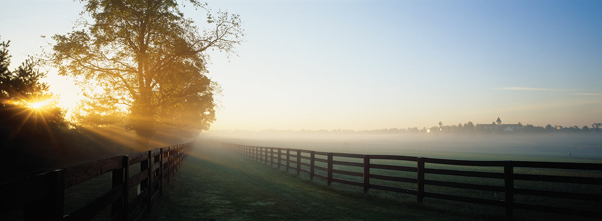 Horse Farm Morning