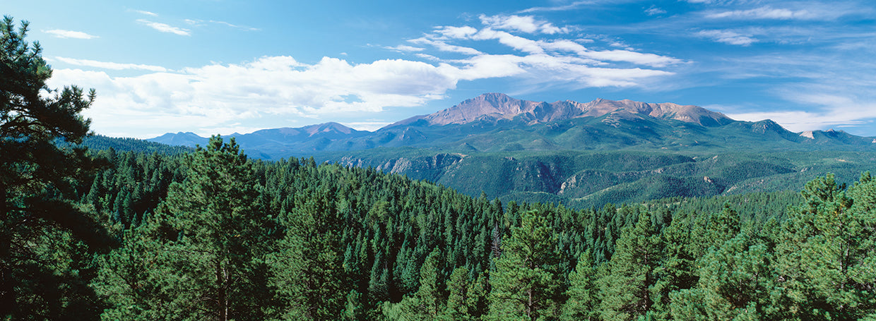 Árboles de Pikes Peak Lienzo