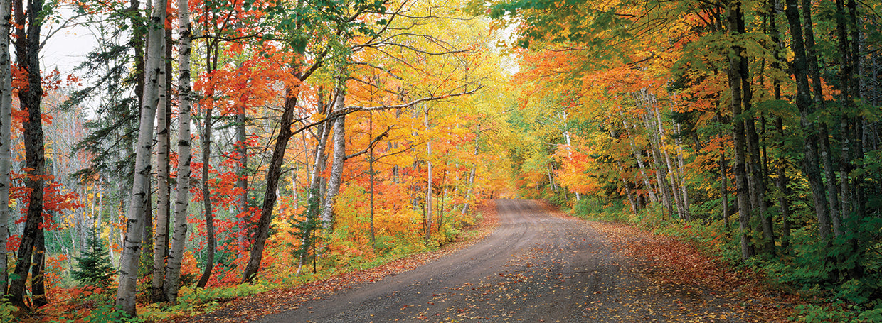 Autumn Forest, Michigan