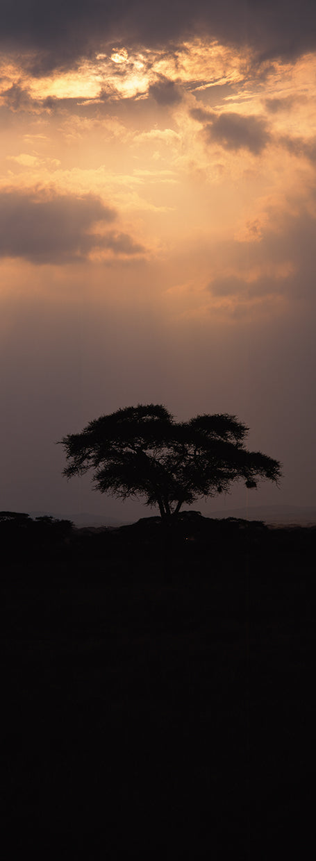 Acacia in Tanzania