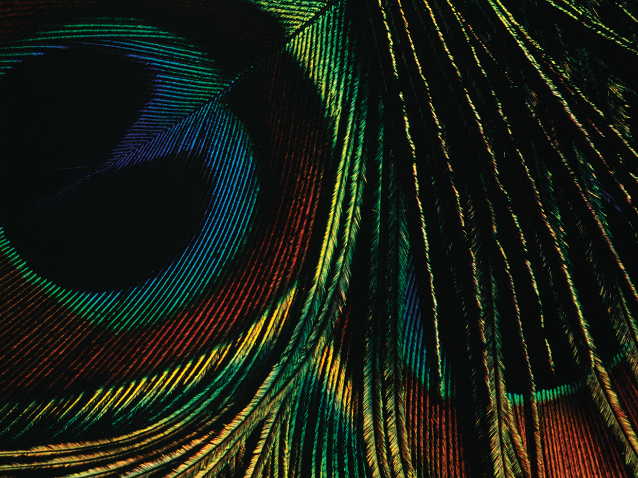 Detalles de plumas de pavo real Lienzo