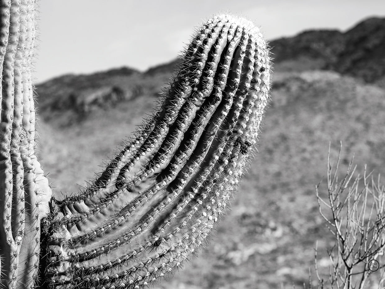Saguaro
