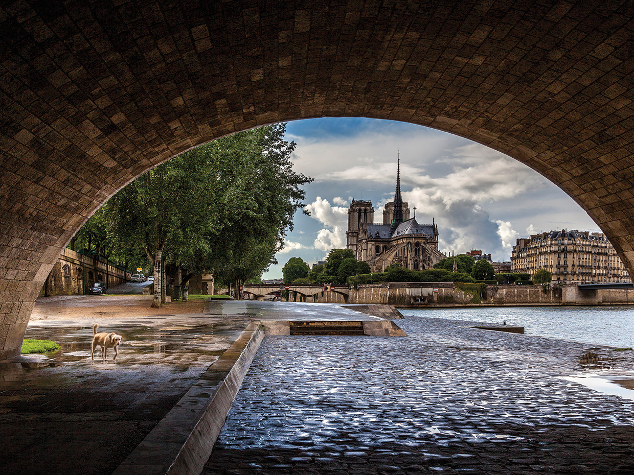Chien et Notre Dame