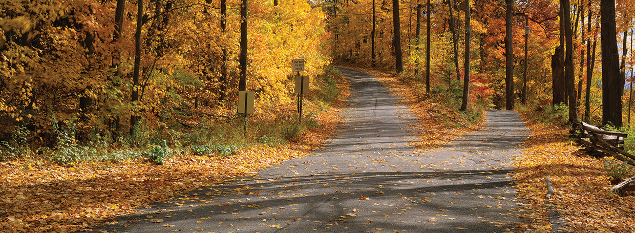 Autumn Leaves in Connecticut