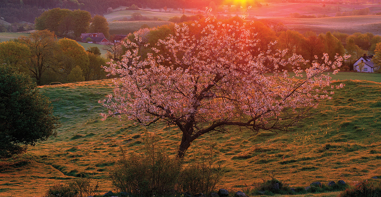 Cherry Tree in Sweden
