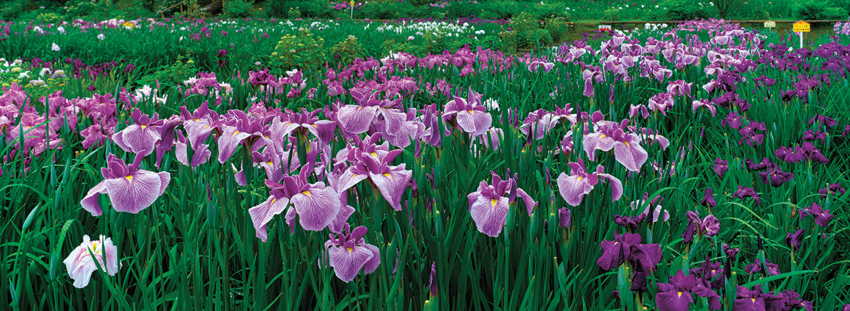 Jardín de iris japonés Lienzo