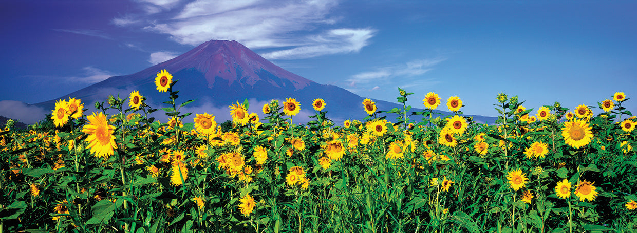 Campos de girasoles japoneses Lienzo