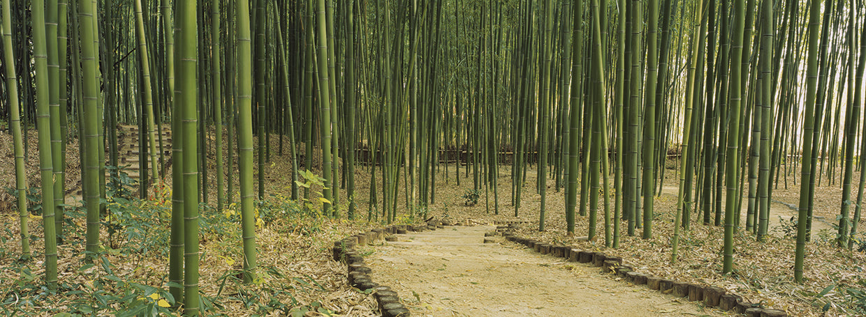 Bamboo Path in Kyoto