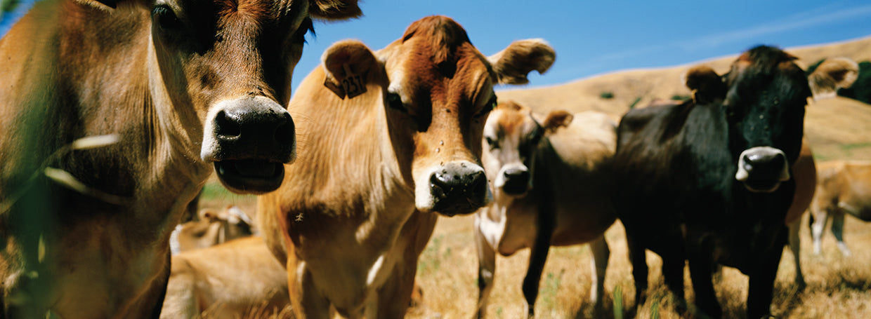 California Cows