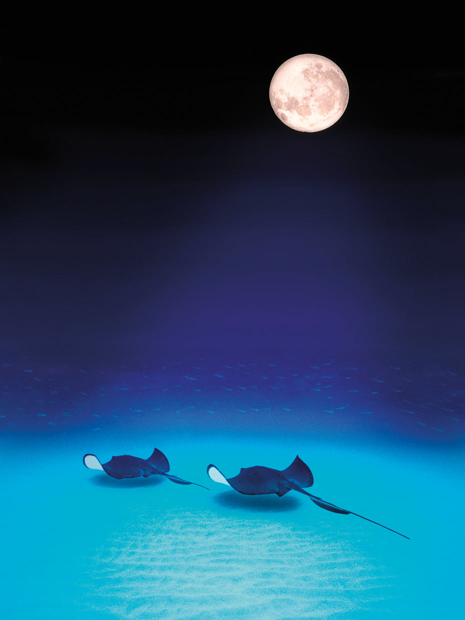 Southern Stingrays at Night