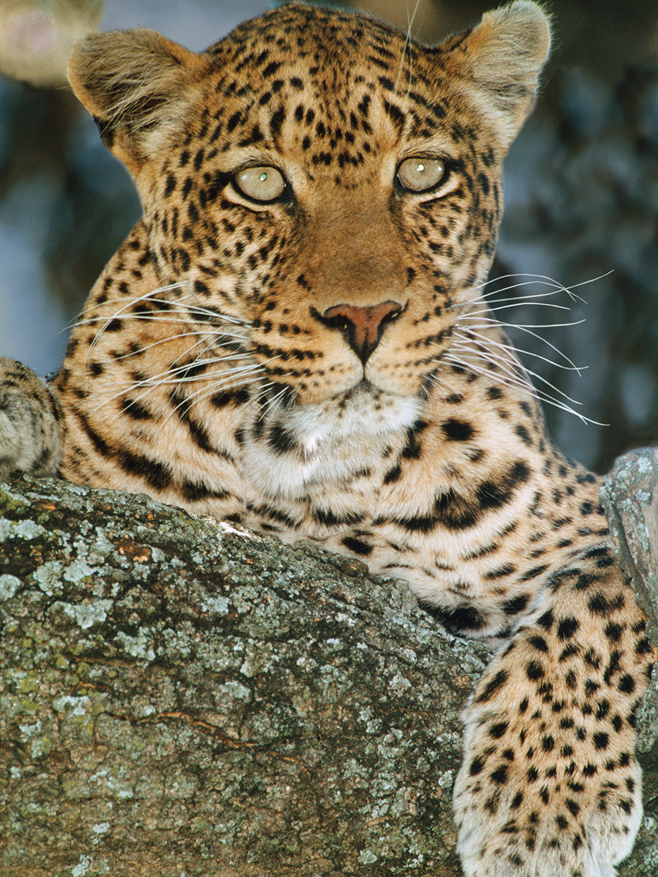 Hermoso leopardo mirando Lienzo