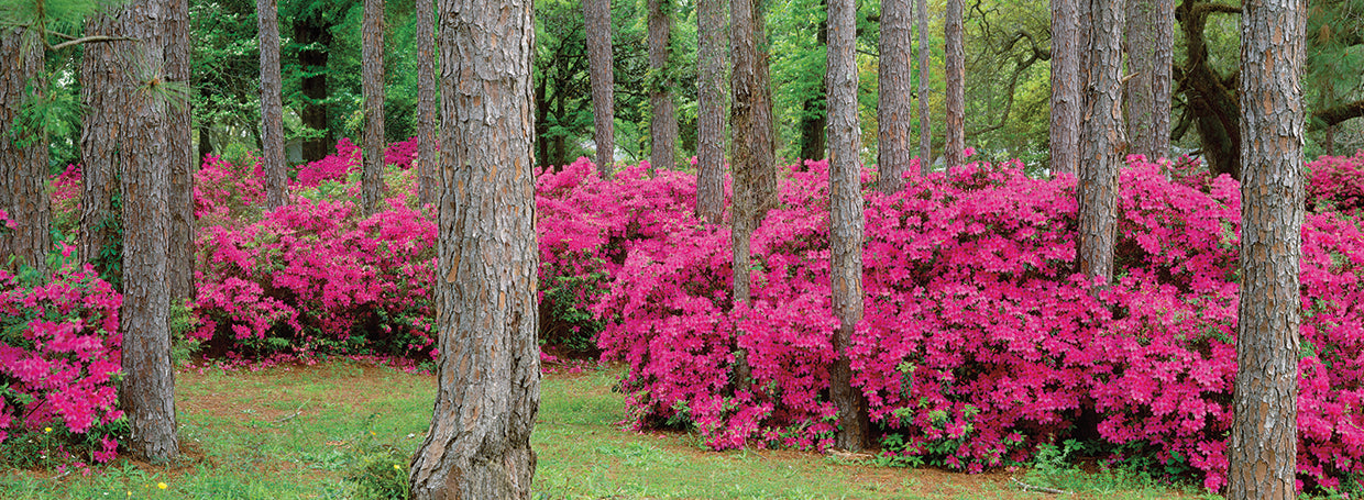 Azaleas de florida Lienzo