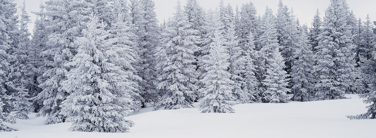 Snow Covered Pines, Taos